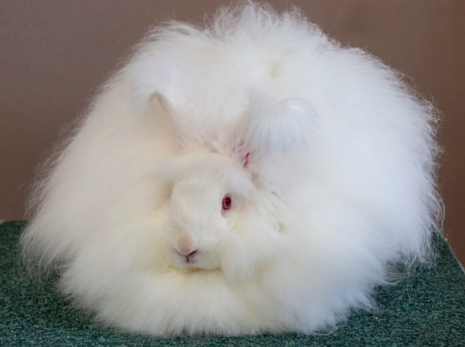 angora rabbit care