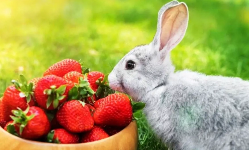 how to feed strawberries to rabbits