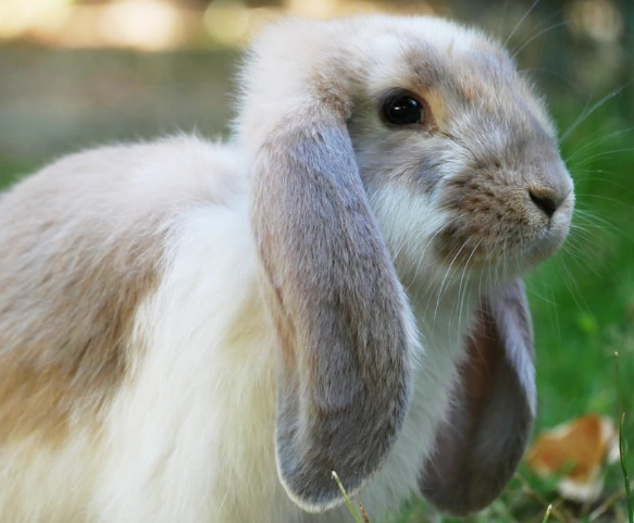 french lop
