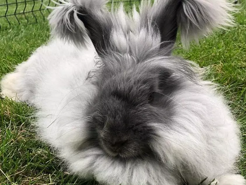 angora rabbits