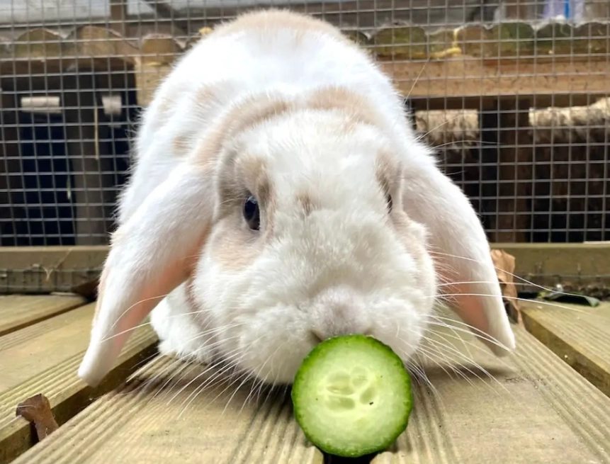 feeding cucumbers to rabbits