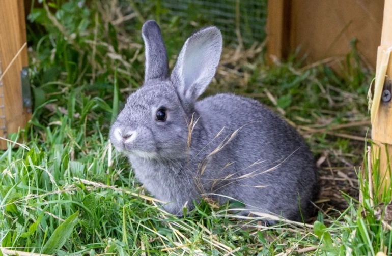 chinchilla rabbit care