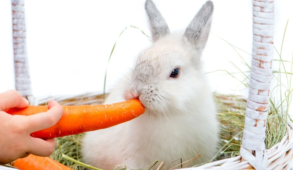 safe vegetables for rabbits