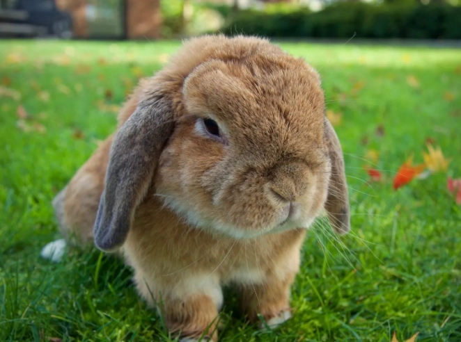 velveteen lop care velveteen lop care