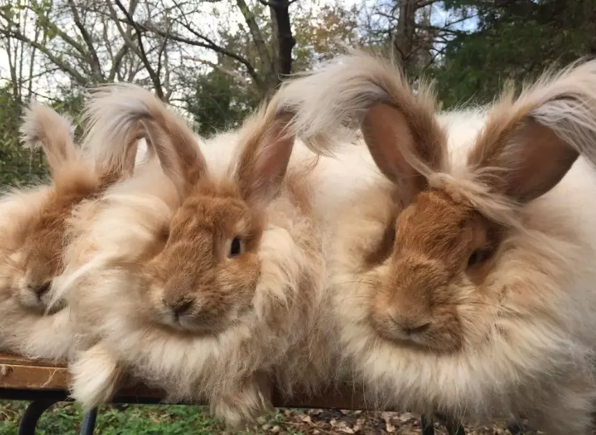 angora rabbit grooming