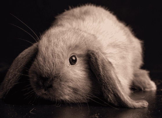 french lop care