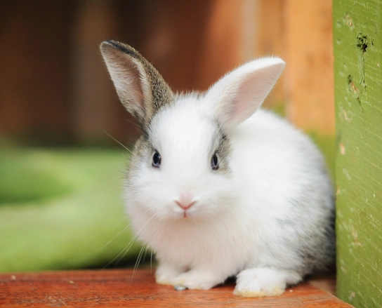 outdoor rabbit lifespan outdoor rabbit lifespan
