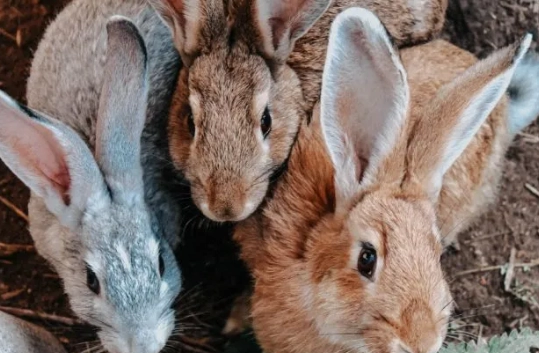 pet rabbit care pet rabbit care