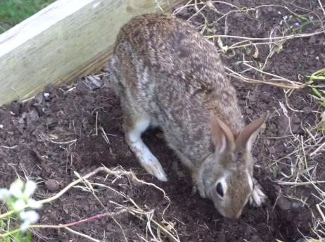 why rabbit stays in yard why rabbit stays in yard