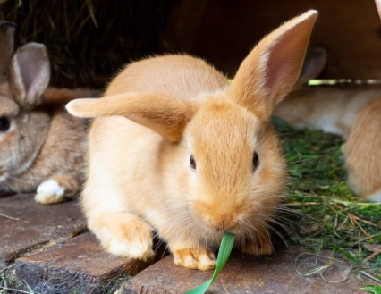 pet rabbit life expectancy outside pet rabbit life expectancy outside