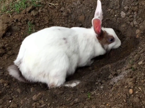 yard rabbit symbolism yard rabbit symbolism