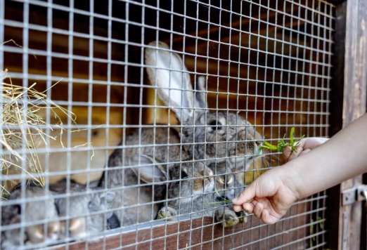 indoor rabbit lifespan indoor rabbit lifespan
