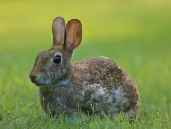 pet rabbit life expectancy outside pet rabbit life expectancy outside