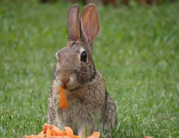can wild bunnies eat carrots can wild bunnies eat carrots