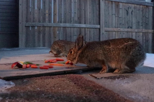 what to feed wild rabbits in yard