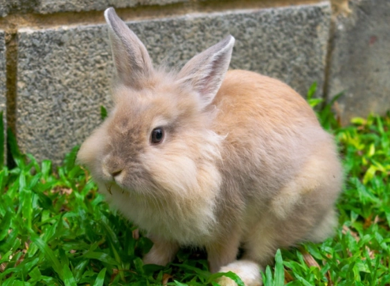 how long do pet rabbits live how long do pet rabbits live