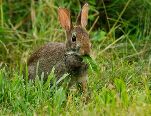 what to feed wild rabbits what to feed wild rabbits