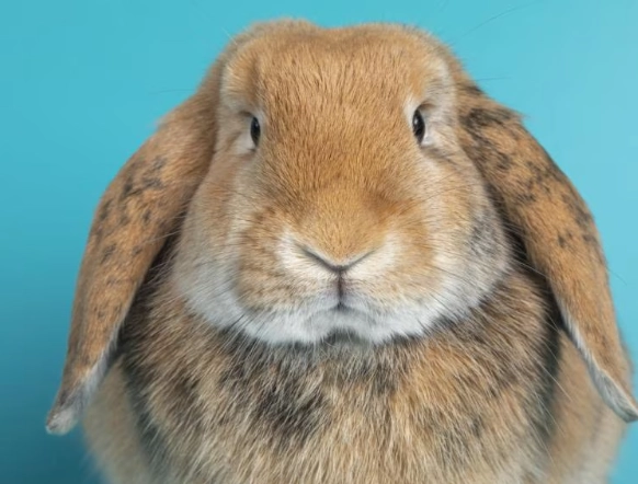 how long do pet rabbits live how long do pet rabbits live