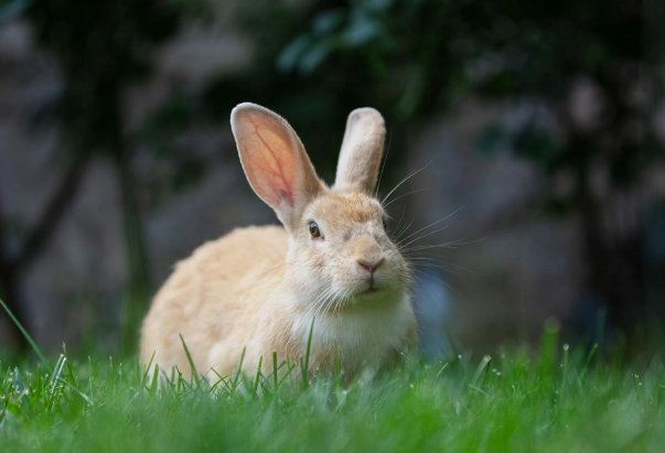 How long do rabbits live as pets outside