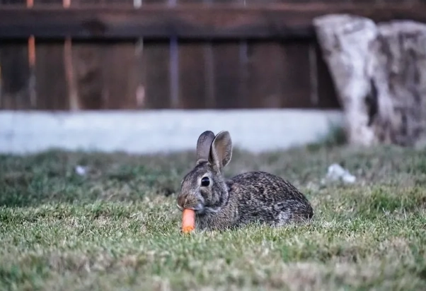 wild rabbits diet wild rabbits diet