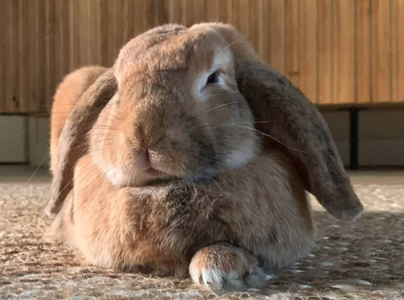 how long do rabbits live outdoors how long do rabbits live outdoors