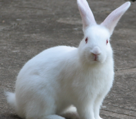 How long do white rabbits live