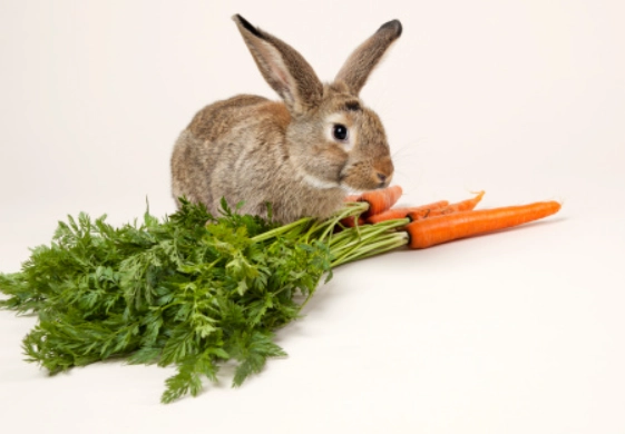 can wild bunnies eat carrots can wild bunnies eat carrots