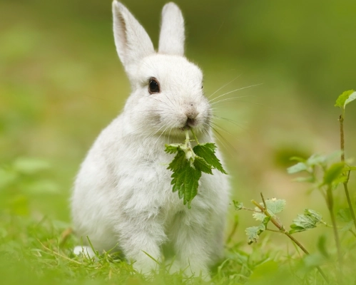 rabbit care for longevity rabbit care for longevity