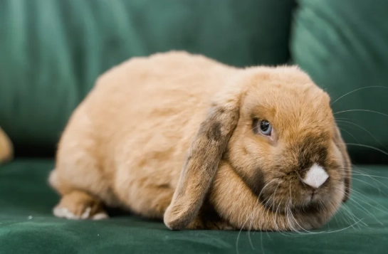 pet rabbit care pet rabbit care