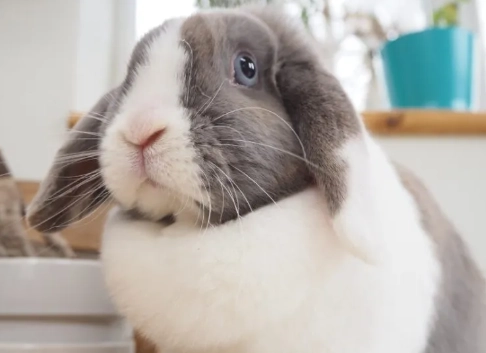 rabbit health tips rabbit health tips