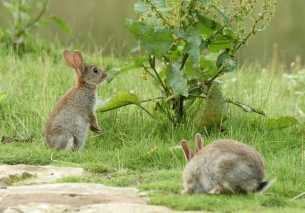 safe foods for wild rabbits