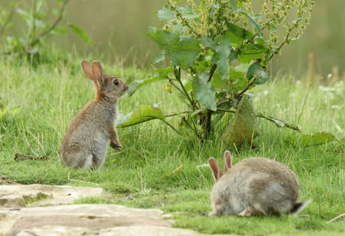 wild rabbit diet wild rabbit diet