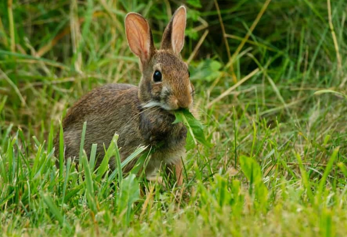 rabbit foraging rabbit foraging
