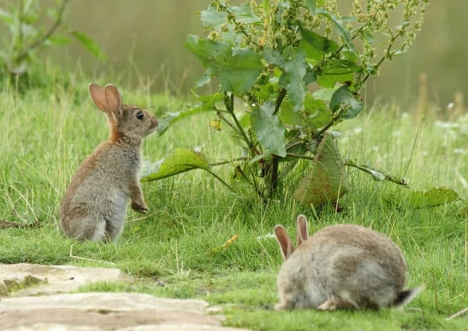 wild rabbit diet
