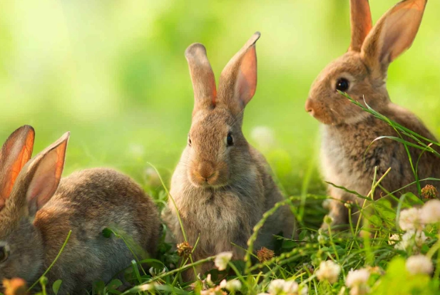 rabbit foraging habits