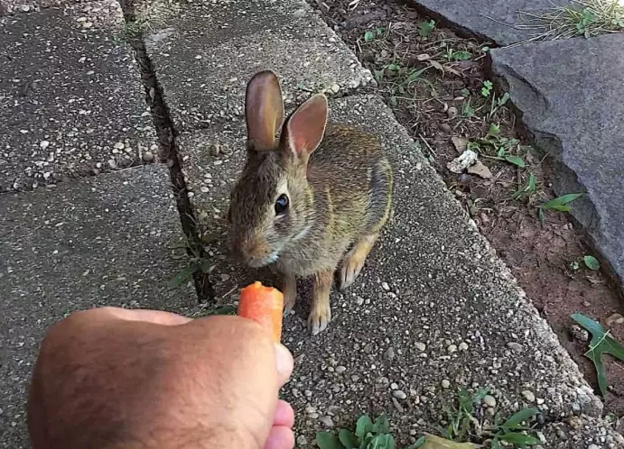 What human food can you feed wild rabbits