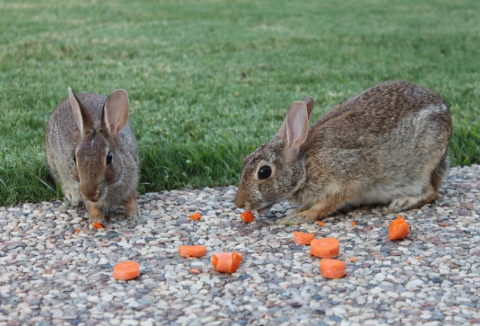 what do rabbits eat in Florida