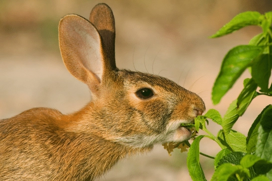 rabbit eating at night