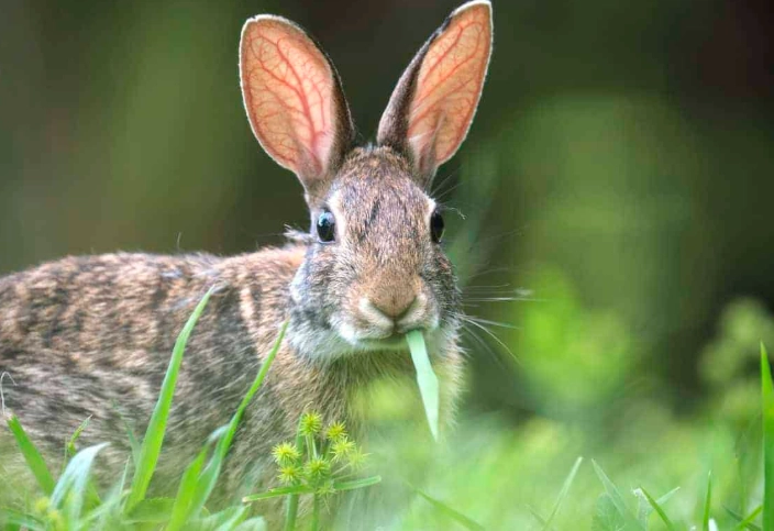 rabbit foraging habits