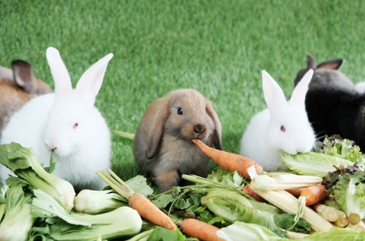 feeding wild rabbits