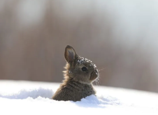 what to feed wild rabbits winter