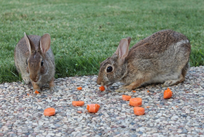 rabbit eating at night
