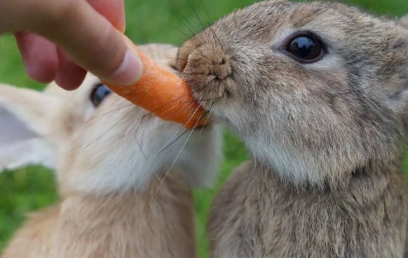 feeding wild rabbits