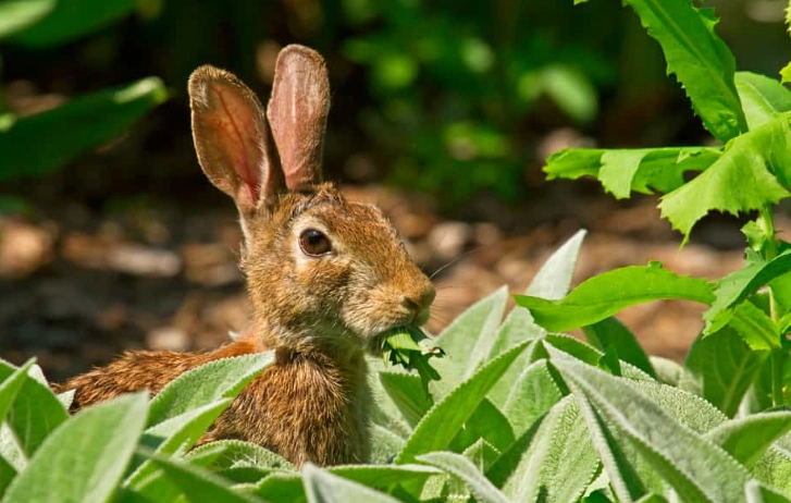 What vegetables do wild rabbits eat