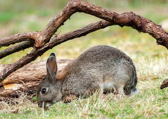 help wild rabbits in winter help wild rabbits in winter