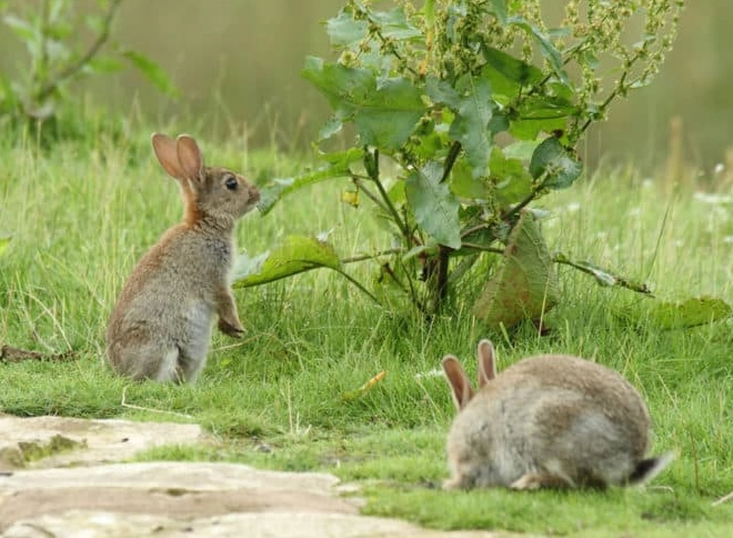 wild rabbits Florida diet