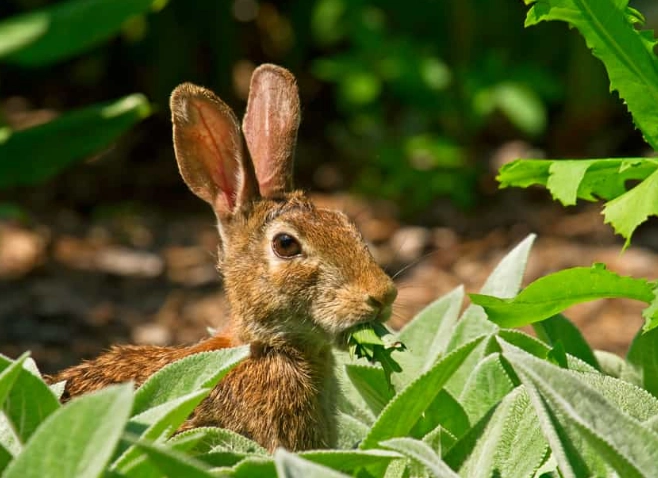 what do wild rabbits eat