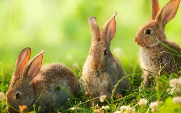 what do rabbits eat in the wild