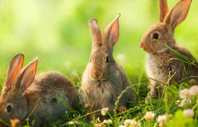 What do wild rabbits eat in Florida