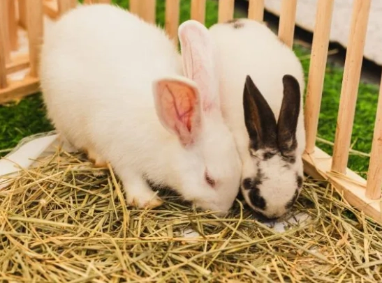 are dwarf rabbits high maintenance